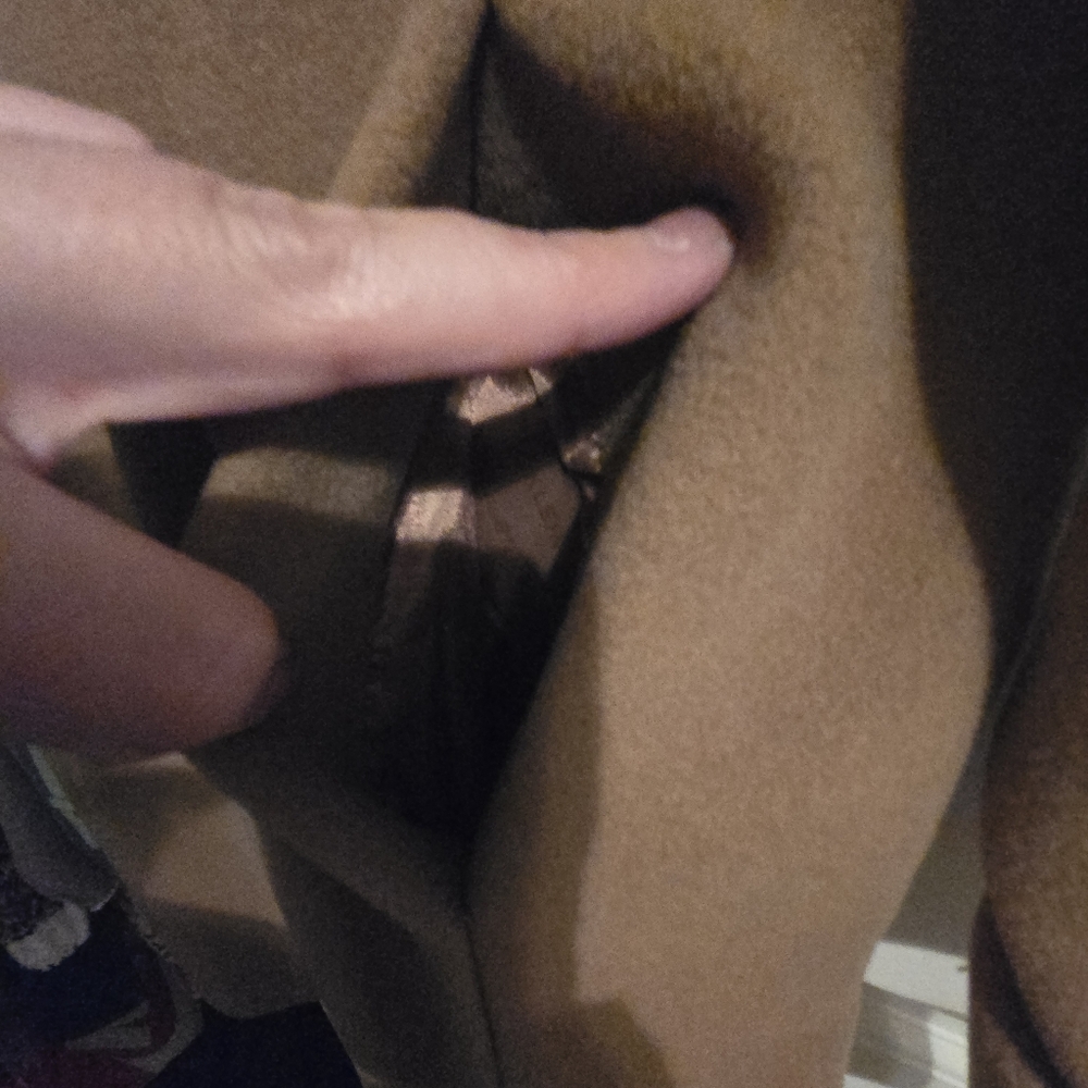 Anne Klein Women's Tan Trench Coat - Picture 8 of 14